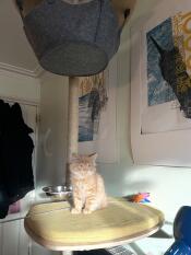 Hamish fanger lidt vintersol 