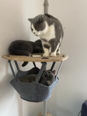 Tre katte, der deler hylden på deres indendørs kattetræ