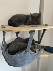 To grå katte slapper af på deres indendørs kattetræ