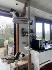 Vi er meget tilfredse med den udendørs klatrestativet. det står nu i køkkenet, indtil kattene kan gå ud i løbegården udenfor. på denne måde kan vi nyde klatrestativet på alle årstider. vi vil sandsynligvis udvide det i fremtiden.