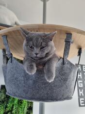 En kat i sin hængekøje, på et indendørs kattetræ