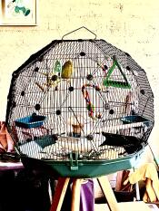Fuglene elsker deres nye Omlet Geo fuglebur!