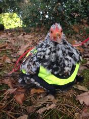 En kylling i en høj synlighedsjakke sad udenfor i nogle efterårsblade