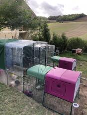 To Omlet lilla Eglu Cube store hønsegårde og løbegårde forbundet med Omlet løbegårde til høns