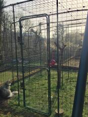 En kat i en løbegård i en have på en solskinsdag