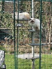 Whinny og toulouse