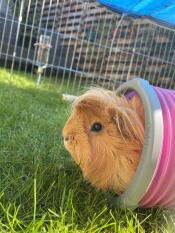 Cleo nyder sin Omlet tunnel! 