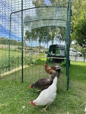 Kyllinger, der hakker uden for deres løbegård.