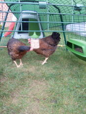 To høns, der hakker mad fra deres hængende hakkelegetøj