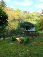 Efteråret er ved at lægge sig omkring vores kyllinger og deres store Eglu Cube ;-)