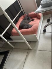 En grå kat, der leger i sin lyserøde seng
