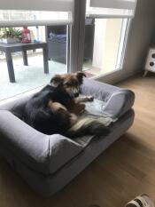Min lille gaya