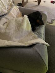Buddy elsker sin Omlet seng og tæppe