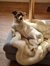 Vores hund kan virkelig Godt lide fåreskindstæppet, det er meget blødt og fungerer Godt på Topology sengen! det ser også Godt ud, når det bruges alene.