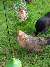 Kyllinger med Omlet kylling Caddi Godbidsholdere
