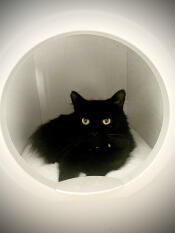 En sort kat, der hviler i sit lille hus