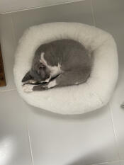 En grå kat, der sover fredeligt i sin hvide donutformede seng