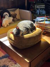 En kat, der hviler sig i kattesengen butterscotch Maya donut cat bed.