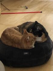 To katte deler en donutformet katteseng