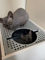 To katte og deres kattebakke