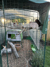 Den grønne Eglu Cube hønsegård opstillet i en løbegård