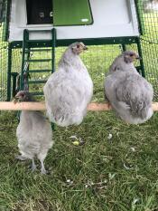 Høns i en Eglu hønsegård
