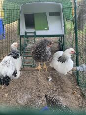 Tre høns sidder på Omlet universal hønsestang inde i en løbegård i grønt Eglu Cube stort hønsehus