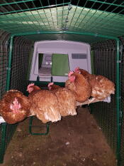 Fem brune høns sad på en hønsestang i en løbegård med en stor grøn hønsegård