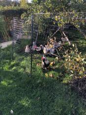 Dejlig flytbar hegn til at holde hønsene væk fra køkkenhave