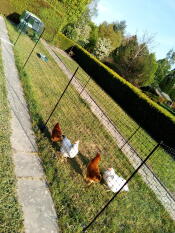 Omlet Eglu Cube stor hønsegård og løbegård med høns og Omlet hønsehegn i haven