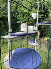 Elsker min catio, gingypaws ????????????????