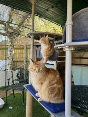 Tom og jerry nyder deres nye 5 x 3 x 2 katte løbegård og siddepinde