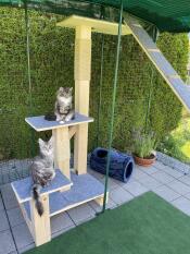 En katteplatform inde i en Omlet catio