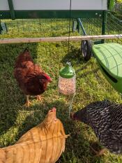 Tre høns, der underholder sig selv med deres hængende puklegetøj