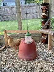 Et Omlet puk-legetøj, der hænger i en hønsegård.