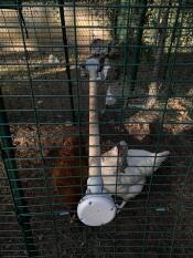 Høns i løbegård med Omlet universal kyllingestolpe