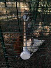 Høns i løbegård med Omlet universal kyllingestolpe