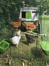 Kyllinger, der sidder i deres hønsegård.