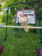 Kylling på Omlet universal kyllingestang i Omlet lilla Eglu Cube stor hønsegård