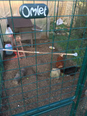Sorte og brune kyllinger i en løbegård med en træstang indenfor