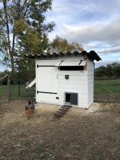 To høns uden for en hvid hønsegård med en Autodoor på den