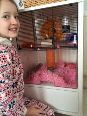 To glade gerbiler