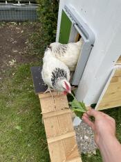 Høns, der kommer ud af deres hønsegård gennem en automatisk dør, tiltrukket af salat, som de har fået udleveret
