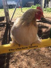 En kylling, der sidder på en kyllingegynge
