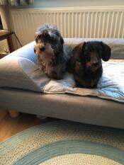 Gravhund deLuxe dobbelt