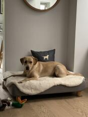 En hund, der ligger på sin grå seng med fåreskind som topmadras