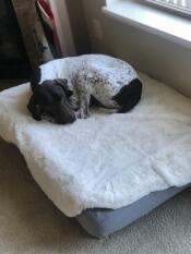 En hund, der sover på sin grå seng med fåreskind som overtræk