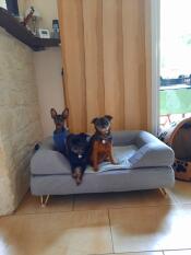 Tre hunde poserer for kameraet i en grå hundeseng