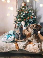 2 hunde sidder ved siden af hinanden på en hundeseng