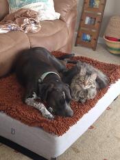 June carter og hendes bror dinky elsker begge deres Omlet seng!